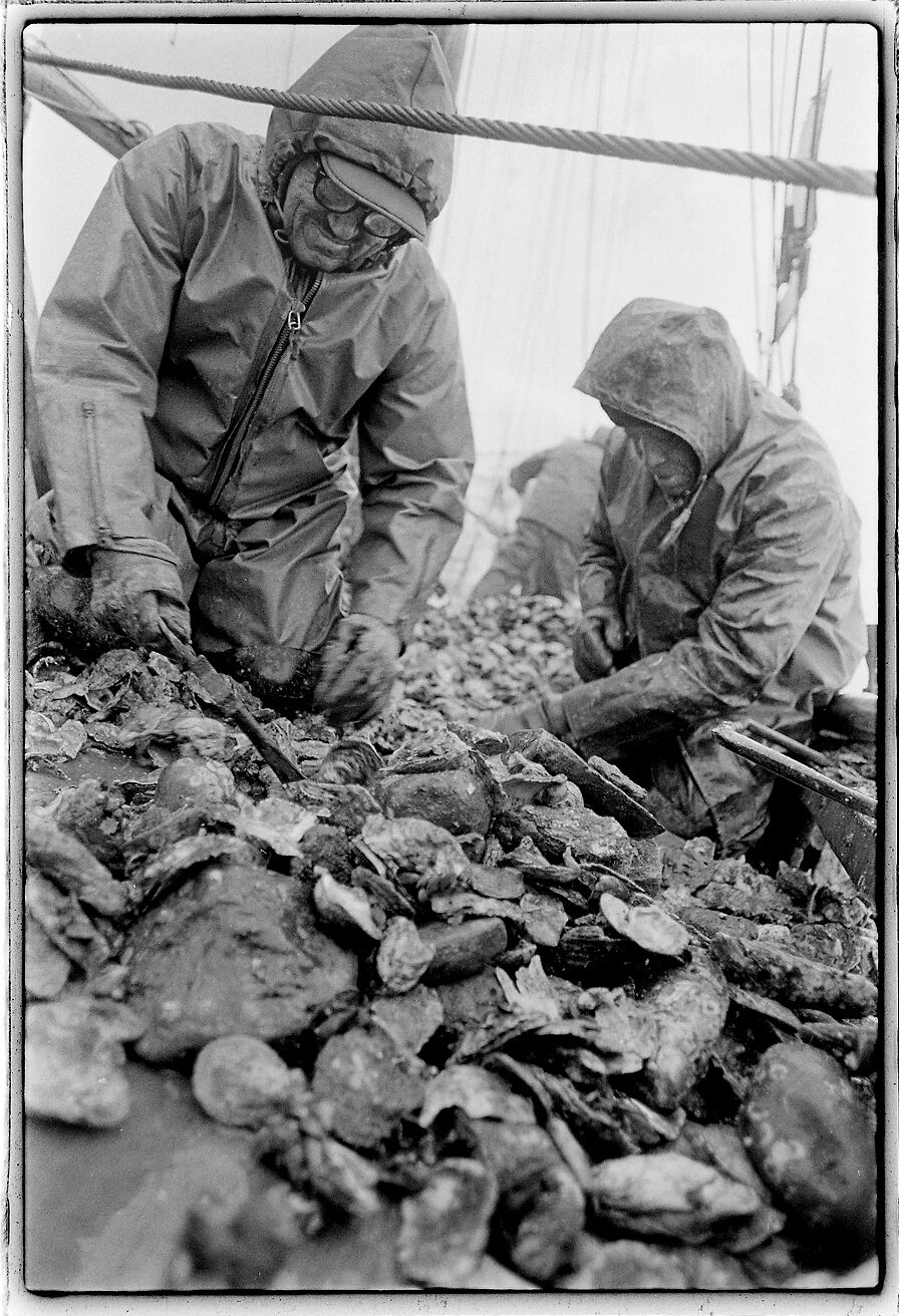 Culling oysters 1976